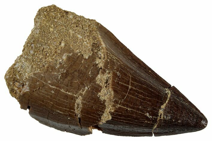 Large, Fossil Mosasaur (Prognathodon) Tooth - Morocco #262819